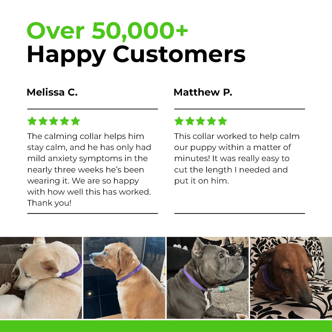 Natural Pheromone Calming Collar for Dogs