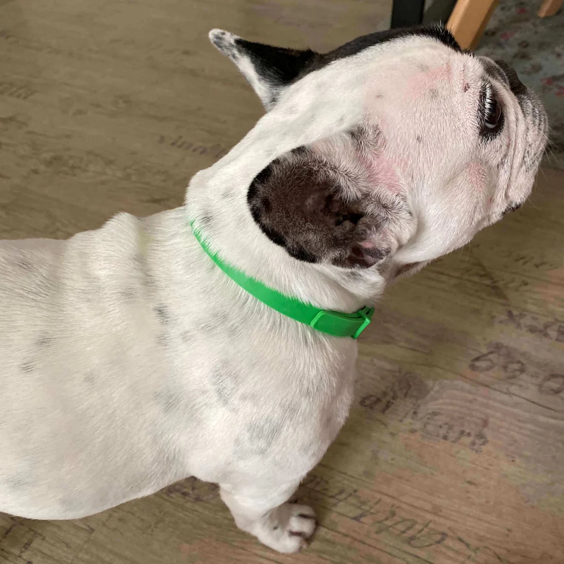 All Natural Flea and Tick Collar for Dogs